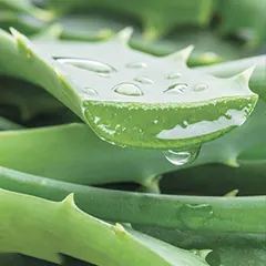 Aloe vera